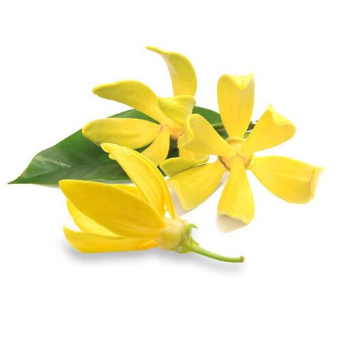 Ylang Ylang