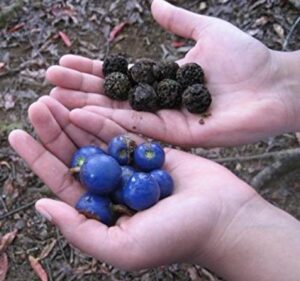 sementes de rudraksha verdes e depois secas